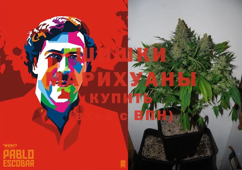 Марихуана OG Kush  Болгар 